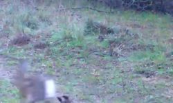 Fotokapanına takılan iki tavşan gülümsetti