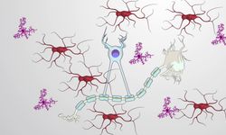 Glia Hücreleri Nedir? Beynin Görünmeyen Destek Sistemi Nasıl Çalışır, Hangi Görevleri Üstlenir?