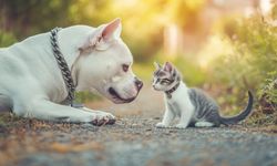 Günün Zeka Sorusu | Gizli 2 Kedimiz Var, Bakalım Görebilecek misiniz?