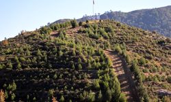 Kara tablo, 6 yılda yeşil örtüye dönüştü