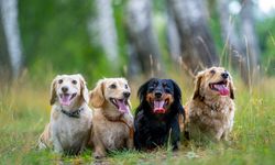 Köpeklerin Bıyıkları Kesilirse Ne Olur? Meğer Hayvanların Bıyıkları Sandığımızdan Çok Daha Önemliymiş!