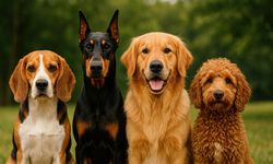 Köpekler Bizi Nasıl Anlar? Köpekleri Anlamanın ve Eğitmenin 10 Etkili Yolu