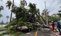 Mersin'de devrilen ağaç, seyir halindeki 3 araca zarar verdi