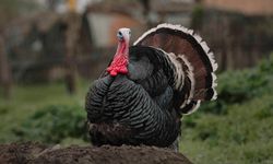 Rüyada Hindi Görmek Ne Anlama Gelir? Dini Rüya Tabirleri