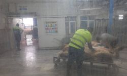 Saray'da kaçak yollarla getirilen 9 büyükbaş hayvan kesime gönderildi