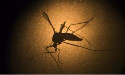 İklim Değişikliği Hayvanlardan Bulaşan Hastalıkları Nasıl Etkiliyor? Bilim Dünyası Uyardı!