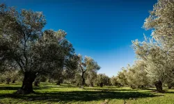 Yalova'da 10 Dönüm Zeytinlik Satışa Çıkarıldı