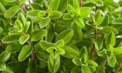 Kokusu İştah Açıyor, Faydalarıyla Şaşırtıyor! Mercanköşk Nedir, Ne İşe Yarar?