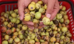Ahlat Meyvesi Nedir? Dağ Armudunun Bilinmeyen Faydaları Şaşırtıyor