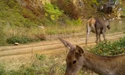 Uludağ’da Kızıl geyikler fotokapana yakalandı