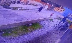 “Paşa” İsimli Köpeği Katleden Şahsa İşlem Başlatıldı