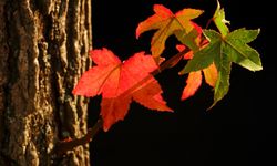 Ağaçlar Neden Yaprak Döker?  Hangi Ağaçlar Yapraklarını Dökmez ?