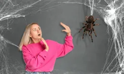 Araknofobi Nedir, Örümcek Korkusu Neden Bu Kadar Şiddetli Yaşanır?