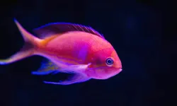 Balıklar uyur mu? Balıklar nasıl dinleniyor?