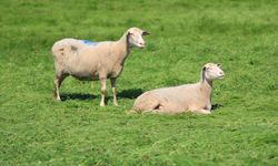 Bursa'da küçükbaşa yönelik önemli projeler!