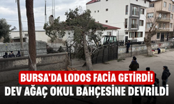 Bursa'da lodos facia getirdi! Dev ağaç okul bahçesine devrildi