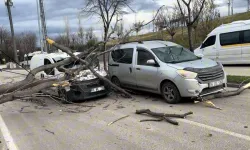 Bursa'da şiddetli lodos ağaçları devirdi: Araçların üzerine düştü