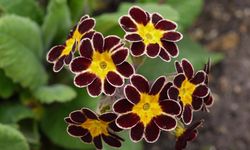 Çiçekler Neden Güzel ya da Kötü Kokar? İşte Çiçeklerin Koku Sırları