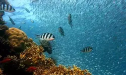 Deniz Suyu Neden Tuzludur?