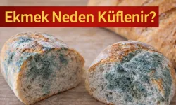 Ekmek Neden Küflenir?