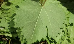 Erbaa Yaprağı: Asmanın En Kıymetli Hali