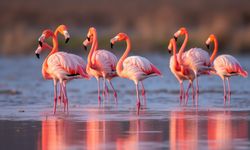 Flamingolar Neden Pembe? Tek Ayak Üzerinde Neden Dururlar? İşte Flamingolar Hakkında Merak Edilenler