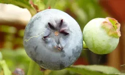 Hambeles (Murt) Nedir? Hambeles Ne İşe Yarar, Faydaları Nelerdir?