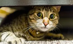 Hayvanlar neden insanlardan korkar?