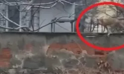 İnegöl'de sokak aralarında gezen tilki dikkat çekti