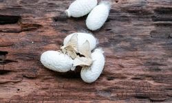 İpek Böceği Nedir, Nasıl Yaşar? Evde Bakımı, İpek Üretimi ve 2026 Fiyatları