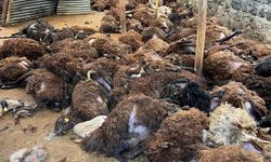 Kars’ta kurt dehşeti! Aç kurtlar 130 koyunu telef etti