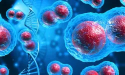 Mitoz Bölünme Nedir, Hücreler Nasıl Çoğalır? Mitozun Evreleri ve Önemi Nelerdir?