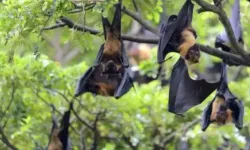 Nipah virüsü nedir, nasıl bulaşır, aşısı var mı, öldürür mü? Nipah virüsü Türkiye'de var mı?