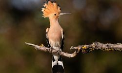 Rüyada Hüdhüd Kuşu Görmek Ne Anlama Gelir? İşte Dini Rüya Tabirleri