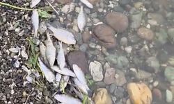 Tekirdağ Malkara’da barajda balık ölümleri tedirgin etti