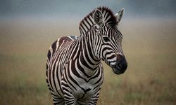 Zebraların Arasındaki Gizli Piyanoyu Bulabilir misiniz? | Günün Zeka Sorusu