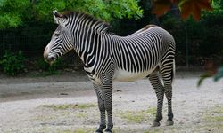 31 Ocak Ne Günü? 31 Ocak Dünyada ve Türkiye’de Ne Günü? 31 Ocak Ne Burcu?