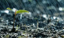 Yağmurdan Sonra Toprak Neden Güzel Kokar?