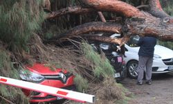 Dev çam ağacı park halindeki araçların üzerine devrildi