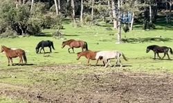 Bursa Ömeraltı Yaylası’nda Yılkı Atları Görüntülendi