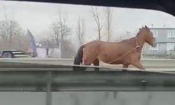 Bursa'da başıboş at trafikte tehlikeli anlar yaşattı!