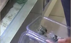 Bursa'da kaplumbağa operasyonu!