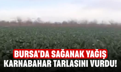 Bursa'da sağanak yağış karnabahar tarlasını vurdu!