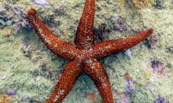 Denizyıldızı Yenilir mi? Deniz Yıldızı Zehirli mi? Denizyıldızı Hakkında İlginç Bilgiler!