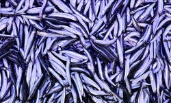 Hamsinin tahtını devirdi! İşte sofralarda en çok yenen balık