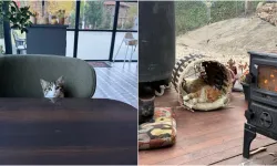 İnegöl’de Evini Kedilere Sıcak Yuvaya Dönüştürdü