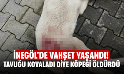İnegöl'de vahşet yaşandı! Tavuğu kovaladı diye köpeği öldürdü