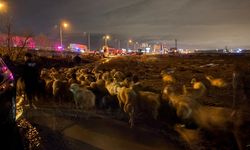 Kayseri’de 200 hayvan tahliye edildi