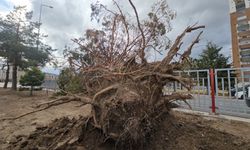 Kayseri'de şiddetli rüzgar ağacı kökünden söktü
