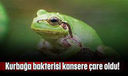 Kurbağa bakterisi kansere çare oldu!